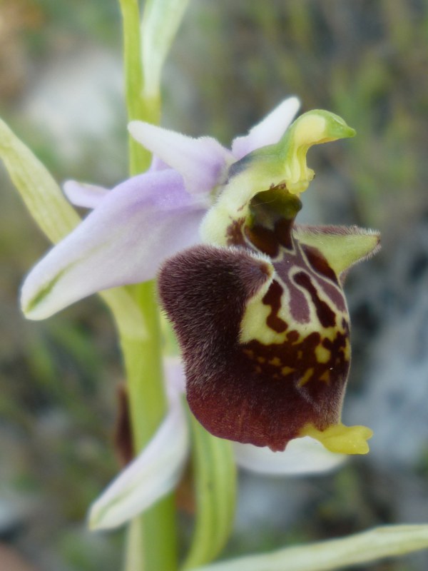 Ophrys (h.) dinarica variazioni